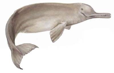  ٻُلهڻ Indus blind Dolphin / Platanista gangetica minor  