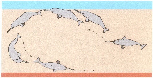  ٻُلهڻ Indus blind Dolphin / Platanista gangetica minor  