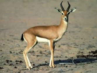 هرڻي،  چنڪارو،  غزال  Chinkara Gazelle- Gazella gazelle-