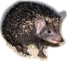 ڊِگهه ڪَنو  ڄاهو   Indian Desert Hedgehog / Hemiechinus collaris / 
