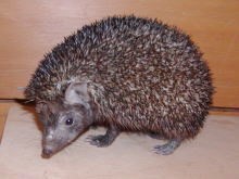 هيڊو ڄاهو،   ٻيٻاهو   Indian or Pale Hedgehog  /  Paraechinus micropus /   