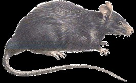  گهريلو ڪوئو/  House Rat / Rattus rattus 