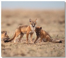 لـومـڙ   (ڪاري  پُـڇ  وارو)  Indian ( or Bengal fox ) - Vulpes bengalensis - 