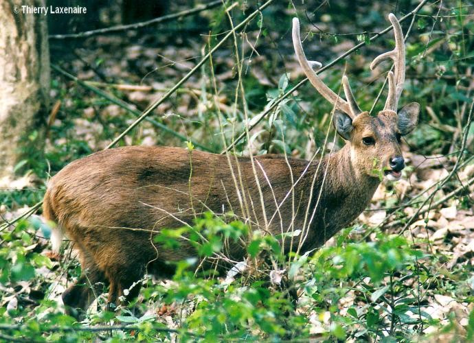  ڦاڙهو Hog Deer or Para - Axis porcinus 