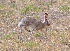  صحرائي يا ميداني سهو Desert Hare - Lepus nigricollis dayanus -