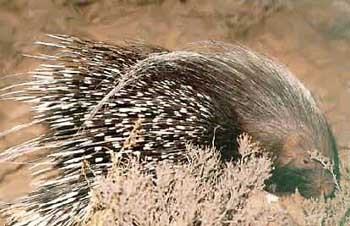  سيڙهه Porcupine / Hystrix indica/  