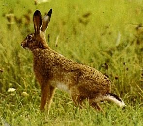 سِـهڙ،  جابلو سهو Cape Hare - Lepus capensis -