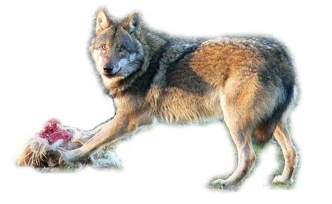  ناهر،   بگهڙ      Indian Desert  (Or Gray wolf)  / Canis lupus / 